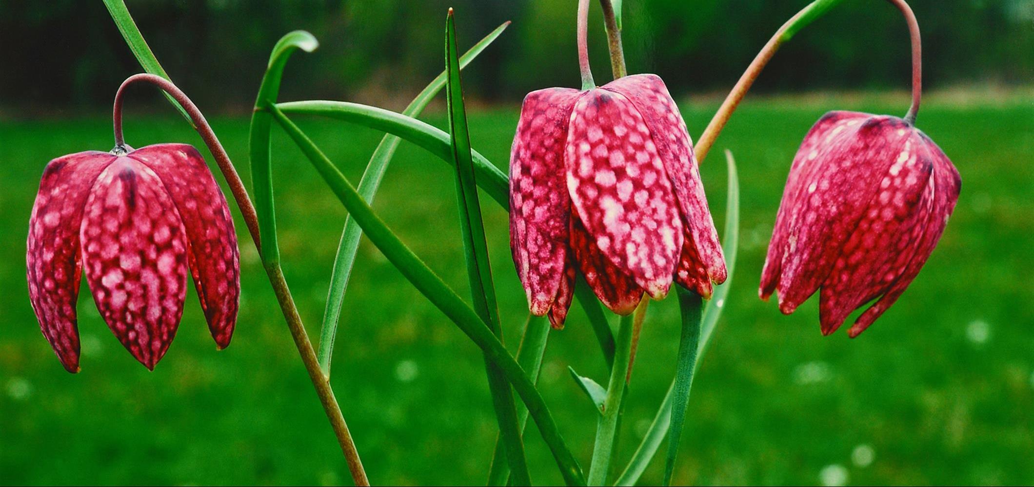 Močvirski tulipan